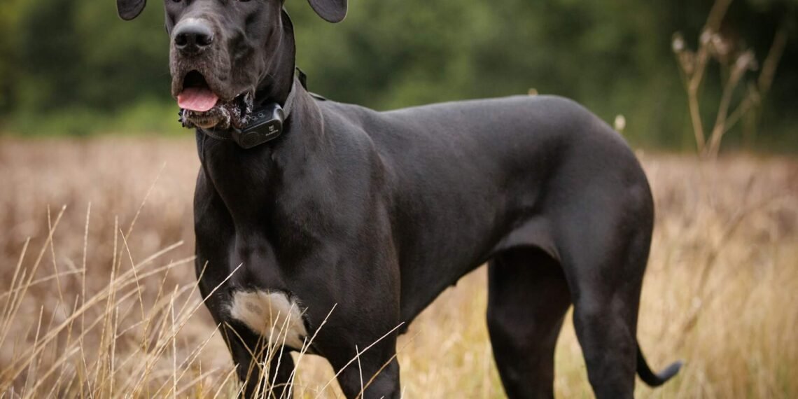 Cão alemão