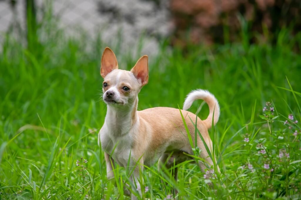 Maior e menor cão do mundo